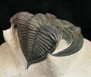 Zlichovaspis Trilobite - Foum Zguid #10525-2